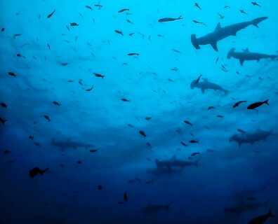 Nieprawdopodobne Galapagos !