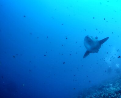 Mola Mola: Spotkanie z Gigantami Oceanu w Crystal Bay