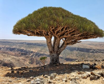 SOCOTRA EXPEDITION