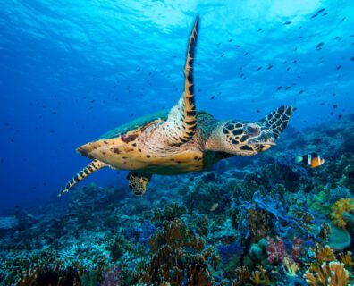 Wiosenne Malediwy ze Świnoujskim Centrum Nurkowym „Posejdon”