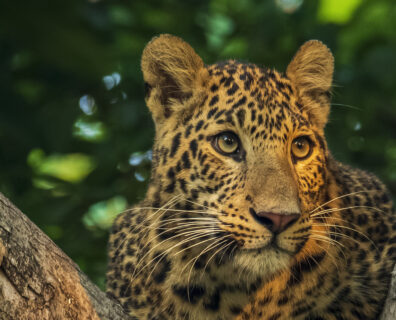 Niesamowite Parki Narodowe Nepalu Chitwan i Bardia