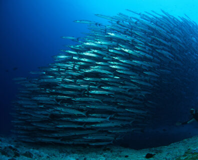 Wschodnie Borneo – Kalimantan, Wyspy Derawan (Maratua, Kakaban, Sangalaki)