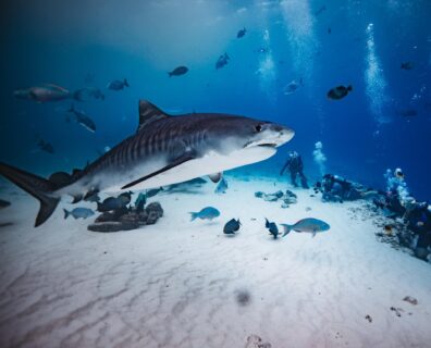 Malediwy – Głębokie Południe – równik Fuvamulah