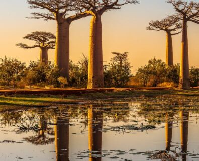 Madagaskar – podróż do świata endemitów: lemury, baobaby i Nosy Be